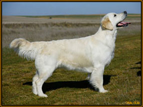 cachorros golden retriever